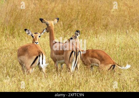 Un groupe d'Impala femelles montrent leurs marques distinctives sur la croupe. Tout cela aide à donner des signaux d'avertissement visuels aux autres membres du troupeau. Banque D'Images