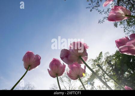 Tulipes roses sur un fond de ciel bleu et de nuages blancs. Banque D'Images