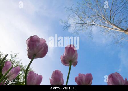 Tulipes roses sur un fond de ciel bleu et de nuages blancs. Banque D'Images