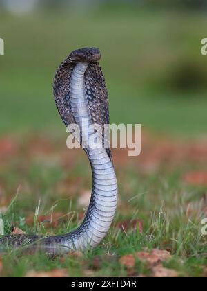 Cobra indien, Naja naja, Alapidae, Rajasthan, Inde, Asie Banque D'Images