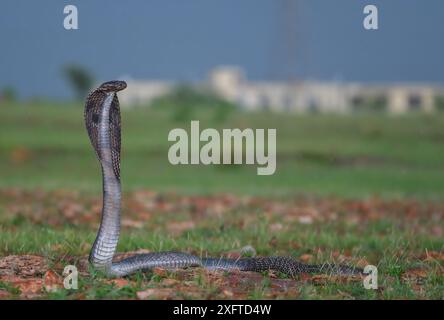 Cobra indien, Naja naja, Alapidae, Rajasthan, Inde, Asie Banque D'Images