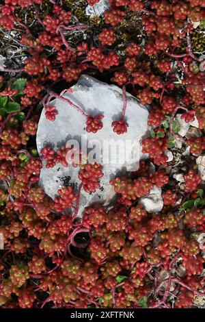 Bulbeux Red sucrant feuilles de pierre blanche, album Sedum, poussant en Provence France Banque D'Images