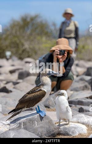 Touriste photographiant un nain à pieds bleus (Sula nebouxii) et un poussin, tandis qu'un guide du parc national regarde. Île d'Espagnola, parc national des Galapagos, îles Galapagos. Banque D'Images