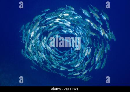 Trevally bigeye (Caranx sexfasciatus) formant un banc circulaire dans l'eau bleue, sur la chute d'un récif corallien. Parc national de Ras Mohammed, Sinaï, Égypte. Mer Rouge Banque D'Images