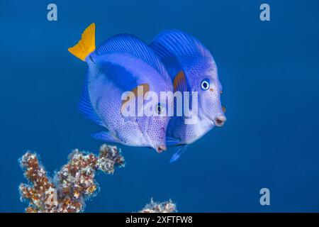 Mâle tang à queue jaune (Zebrasoma xanthurum) courtisant une femelle avant de frayer au crépuscule sur un récif corallien. Temple, Ras Umm Sid, Sharm El Sheikh, Sinaï, Égypte. Mer Rouge. Banque D'Images