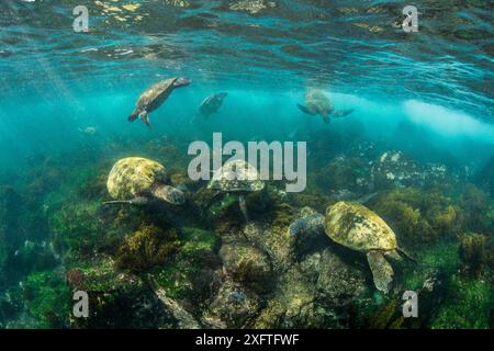 Groupe de tortues vertes des Galapagos (Chelonia mydas agassizii) se nourrissant d'algues dans les eaux peu profondes. Floreana Island, Parc National des Galapagos, Îles Galapagos. Océan Pacifique est Banque D'Images