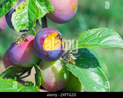 Guêpe commune (Vespula vulgaris) se nourrissant de prunes mûres, Angleterre, Royaume-Uni, août. Banque D'Images