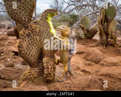 Iguane terrestre des Galapagos (Colonophhus subcristatus), se nourrissant de la zone d'opuntia, baie d'Urvina, île Isabela, Galapagos Banque D'Images