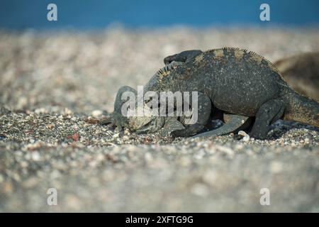 Iguanes marins (Amblyrhynchus cristatus) combattant, Punta Espinosa, île Fernandina, Galapagos Banque D'Images