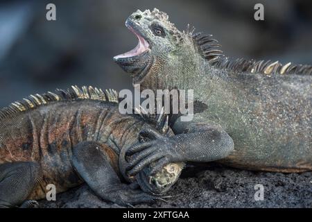 Iguanes marins (Amblyrhynchus cristatus) combattant, Punta Gavilanes, île Fernandina, Galapagos Banque D'Images