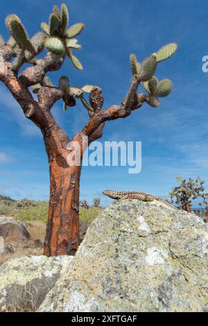 Lézard de lave de Santa Cruz (Microlophus indefatigabilis) avec une grosse barbarie (Opuntia sp) en arrière-plan. Île de Santa Fe, Galapagos Banque D'Images