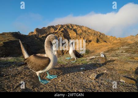 Paire de bottes aux pieds bleus (Sula nebouxii), mâle affichant des pieds dans le rituel de cour. Punta Pitt, île de San Cristobal, Galapagos. Avril 2017. Banque D'Images