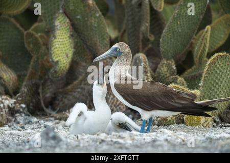 Butin à pieds bleus (Sula nebouxii) avec deux poussins au nid. Barbarie (Opuntia sp) en arrière-plan. Punta Vicente Roca, île Isabela, Galapagos. Banque D'Images