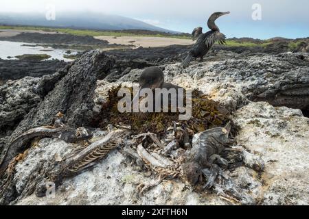 Cormoran sans vol (Phalacrocorax harrisi) sur nid avec une autre aile de séchage en arrière-plan. Carcasses d'iguanes marins des Galapagos (Amblyrhynchus cristatus), résultat de la famine causée par El Nino, le nid environnant. Cap Douglas, île Fernandina, Galapagos. Mai 2016. Banque D'Images