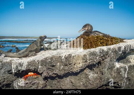 Cormoran (Phalacrocorax harrisi) sans vol sur un nid regardant l'iguane marin des Galapagos (Amblyrhynchus cristatus). Crabe sur rocher ci-dessous. Cap Douglas, île Fernandina, Galapagos. Banque D'Images