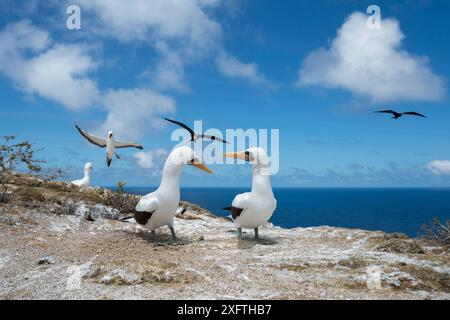 Nazca Booby (Sula granti), paire debout sur le bord de la falaise avec d'autres volants en arrière-plan. Gardner Islet, Floreana Island, Galapagos. Décembre 2014. Banque D'Images