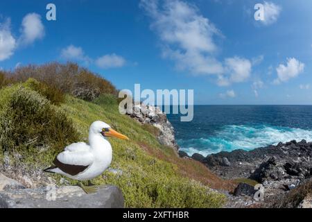 Nazca Booby (Sula granti) debout sur le rocher à la côte. Punta Suarez, île d'Espanola, Galapagos. Octobre 2015. Banque D'Images
