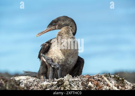 Cormoran sans vol (Phalacrocorax harrisi) sur le nid avec deux poussins. Base Bolivar, cratère Beagle, île Isabela, Galapagos. Banque D'Images