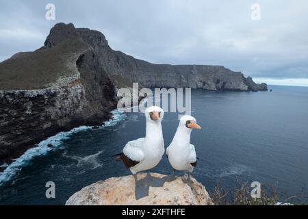 Nazca Booby (Sula granti), paire debout sur le rocher surplombant la mer. Wolf Island, Galapagos. Août 2016. Banque D'Images