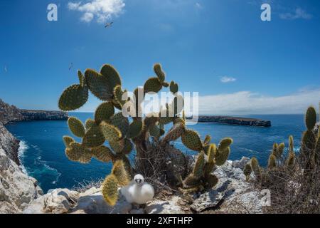 Nazca Booby (Sula granti) poussin sous le cactus de poire Prickly (Opuntia sp) sur la falaise. Wolf Island, Galapagos. Août 2016. Banque D'Images