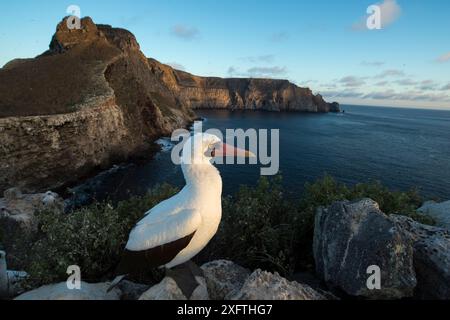 Nazca Booby (Sula granti) au sommet de la falaise surplombant la mer. Wolf Island, Galapagos. Août 2016. Banque D'Images