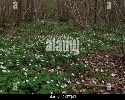 Anémone des bois (Anemone nemorosa) floraison en masse sous les bois de taillis une bonne espèce indicatrice ancienne des bois, Suffolk, Angleterre, Royaume-Uni, avril Banque D'Images