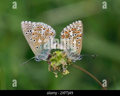 Couple d'accouplement bleu d'Adonis (Polyommatus bellargus), Sussex de l'est, Angleterre, Royaume-Uni, mai Banque D'Images