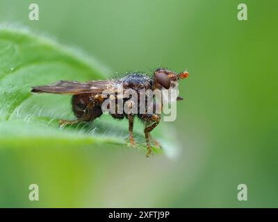 Bee Killer fly (Myopa buccata) assis en attente de dépassement Bee, Hertfordshire, Angleterre, Royaume-Uni, mai. Image empilée focale Banque D'Images