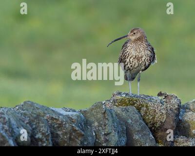 Curlew (Numenius arquata) debout le long d'un mur de pierre sèche, Upper Teesdale, Co Durham, Angleterre, Royaume-Uni, juin Banque D'Images