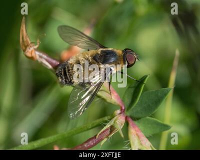 Femelle de la mouche d'abeille du centre-ville (Villa cingulata), cette espèce rare du sud est généralement observée sur les prairies calcaires dans les Chilterns, Buckinghamshire, Angleterre, Royaume-Uni, juin Banque D'Images