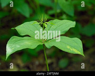 Herb paris (Paris quadrifolia) plante cultivant dans les bois de taillis espèce indicatrice des bois anciens, Suffolk, Angleterre, Royaume-Uni, mai, mise au point empilée Banque D'Images