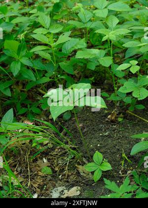 Herb paris (Paris quadrifolia) plante cultivant parmi d'autres plantes forestières espèces indicatrices de forêts anciennes, Suffolk, Angleterre, Royaume-Uni, mai Banque D'Images