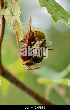 Hornet (Vespa crabro) pendu par une jambe alors qu'il démembrait sa proie, Buckinghamshire, Angleterre, Royaume-Uni, juillet Banque D'Images