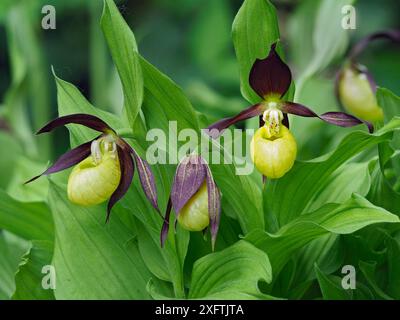 Lady&#39;s Slipper Orchid (Cypripedium calceolus) spécimen britannique conservé dans le cadre de la collection à Kew Gardens, Londres, Angleterre, Royaume-Uni, mai - Focus Stacked Banque D'Images