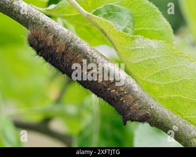 Larves de la deuxième année de larves de la papille (Gastropacha quercifolia) camoflées sur une brindille du pommier, Hertfordshire, Angleterre, Royaume-Uni, mai Banque D'Images