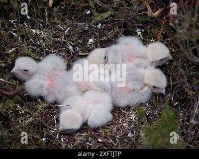 Merlin (Falco columbarius) cinq poussins dans le nid parmi la bruyère sur la lande de tétras à l'âge de deux jours, Upper Teesdale, Co Durham, Angleterre, Royaume-Uni, juin Banque D'Images