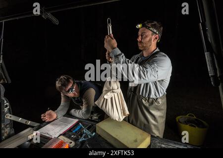 Des chercheurs en ornithorynques pèsent un ornithorhynchus anatinus tandis qu'un autre chercheur écrit des données. Warburton, Victoria, Australie. Octobre 2018. Autorisation du modèle. Banque D'Images