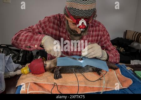 Scientifique implantant chirurgicalement Platypus (Ornithorhynchus anatinus) avec un transpondeur radio. Dartmouth, Victoria, Australie. Mai 2018. Autorisation du modèle. Banque D'Images