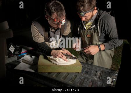 Les chercheurs d'ornithorhynchus mesurent le bec d'un ornithorhynchus anatinus. Healsville, Victoria, Australie. Septembre 2018. Autorisation du modèle. Banque D'Images