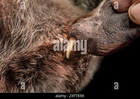 Cheville arrière gauche d'un ornithorhynchus mâle (Ornithorhynchus anatinus) tenu par un chercheur montrant un éperon venimeux. Dartmouth, Victoria, Australie. Mai 2018. Banque D'Images