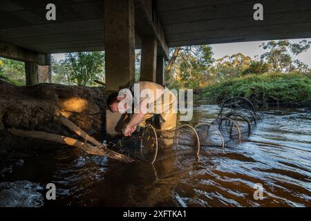 Un chercheur d'ornithorhynchus anatinus pose des ornithorynques capturant des filets Fyke en fin d'après-midi dans la rivière Little Yarra, Yarra Junction, Victoria, Australie. Avril 2018. Autorisation du modèle Banque D'Images