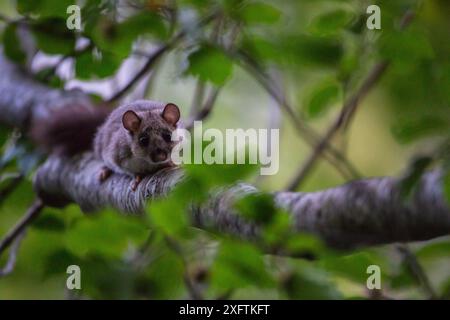 Lérot comestible (Glis glis) sur de vieux hêtres (Fagus sylvatica), site classé au patrimoine mondial de l'UNESCO. Parc national des Abruzzes, du Latium et du Molise, Italie. Juillet 2013 Banque D'Images