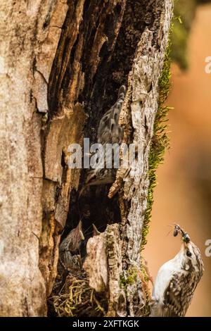 Treecreeper (Certhia familiaris) retournant au nid construit sous l'écorce d'un vieux hêtre mort (Fagus sylvatica), parc national des Abruzzes, du Latium et du Molise / Parco Nazionale d&#39 ; Abruzzes, Latium e Molise site du patrimoine mondial de l'UNESCO juin. Italie Banque D'Images