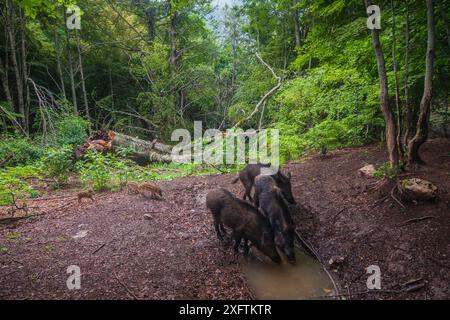 Sangliers (sus scrofa) buvant au bassin d'eau dans la forêt de vieux hêtres (Fagus sylvatica). Parc national des Abruzzes, Lazio et Molise / Parco Nazionale d&#39;Abruzzo, Lazio e Molise site du patrimoine mondial de l'UNESCO Italie. Juin. Image de recouvrement de caméra distante. Banque D'Images