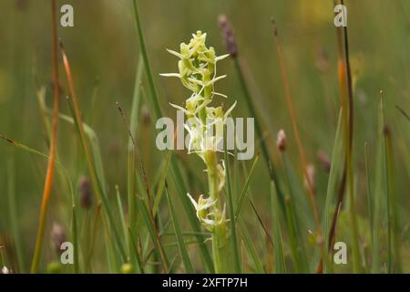 Orchidée Fen (Liparis loeselli) en fleur, Whitford Burrows NNR, Gower, pays de Galles, Royaume-Uni. Juillet. Banque D'Images