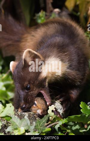 Martre des pins (Martes martes) attrapant les jeunes proies de l'écureuil gris (Sciurus vulgaris). Pays de Galles du Nord, Royaume-Uni, juin. REPO moyen uniquement. Banque D'Images