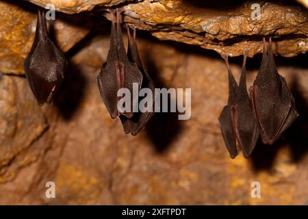 Petites chauves-souris en fer à cheval ( Rhinolophus hipposideros) dans une mine de magnésium, Shropshire, Angleterre, Royaume-Uni, avril. Banque D'Images