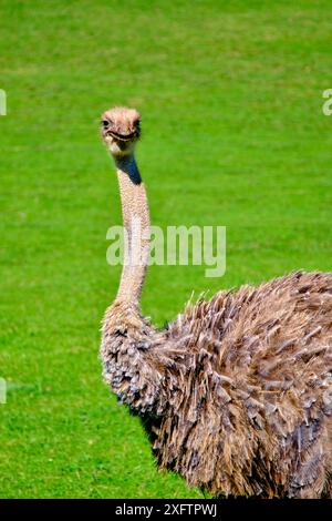 Une autruche (Struthio camelus) est debout dans un champ. Banque D'Images