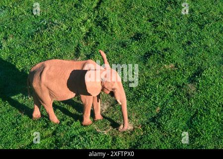 Un éléphant (Loxodonta africana) est debout dans un champ herbeux. La scène est paisible et sereine. Banque D'Images