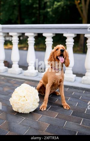 Un épagneul avec un bouquet de mariage. Spaniel au mariage. Un chien avec un bouquet de roses. Banque D'Images